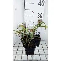 GRDplanten 6x Eendagsbloem - Tradescantia (a) 'Rubra' | 9x9 cm pot