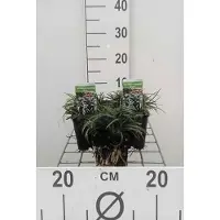 GRDplanten 6x Slangenbaard - Ophiopogon japonicus | 9x9 cm pot