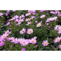 GRDplanten 6x Aster - Aster dum. 'Herbstgruss Vom Bresserhof' | pot de 9 x 9 cm