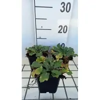 GRDplanten 6x Kruisdistel - Eryngium plan. 'Blauer Zwerg' ( blue hobbit) | 9x9 cm pot