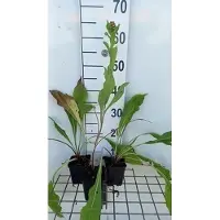 GRDplanten 6x Korenbloem - Centaurea macrocephala | 9x9 cm pot