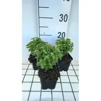 GRDplanten 6x Bellenplant - Fuchsia hybr. 'Tom Thumb' | 9x9 cm pot