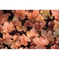 GRDplanten 6x Purperklokje - Heuchera hybr. 'Peach Flambe' | 9x9 cm pot