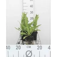 GRDplanten 6x Zonnekruid - Helenium bigelovii 'The Bishop' ( 'superbum') | 9x9 cm pot