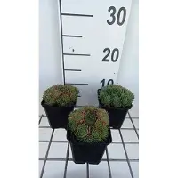 GRDplanten 6x Huislook - Sempervivum hybr. 'Triste' | 9x9 cm pot