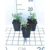 GRDplanten 6x Scheefkelk - Iberis semp. 'Schneeflocke' ('snowflake') | 9x9 cm pot