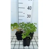 GRDplanten 6x Ruit - Thalictrum aquilegifolium | 9x9 cm pot