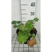 GRDplanten 6x Sidalcea - Sidalcea candida | 9x9 cm pot