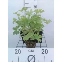 GRDplanten 6x Ridderspoor - Delphinium (p) 'Blue Bird' | 9x9 cm pot