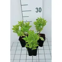 GRDplanten 6x Klokje - Campanula lact. 'Border Blues' ('madiwiho') | 9x9 cm pot