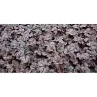 GRDplanten 6x Purperklokje - Heuchera hybr. 'Shangai' | 9x9 cm pot