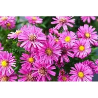 GRDplanten 6x Aster - Aster dum. 'Jenny' | pot de 9 x 9 cm