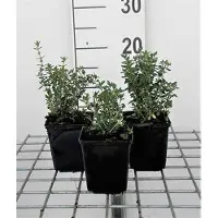 GRDplanten 6x Gamander - Teucrium lucidrys | 9x9 cm pot