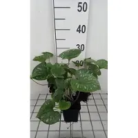 GRDplanten 6x Kaukasische vergeet-mij-nietje - Brunnera macr. 'Emerald Mist' | 9x9 cm pot
