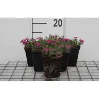 GRDplanten 6x Vlambloem - Phlox (d) 'Crackerjack' | 9x9 cm pot