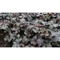 GRDplanten 6x Damastbloem - Heuchera hybr. 'Black Pearl' | 9x9 cm pot