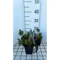 GRDplanten 6x Duizenknoop - Persicaria amplexicaulis | 9x9 cm pot