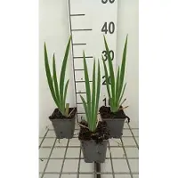 GRDplanten 6x Baardiris - Iris (germ.) 'St. Crispin' | 9x9 cm pot