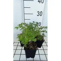 GRDplanten 6x Chinses Ruit - Thalictrum del. 'Hewitt's Double' | 9x9 cm pot