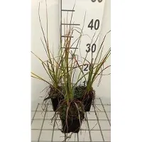 GRDplanten 6x Vuurpijl - Kniphofia hybr. 'Nancy Red' | 9x9 cm pot