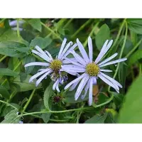 GRDplanten 6x Aster - Aster frik. 'Mönch' | 9x9 cm pot