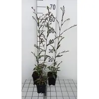 GRDplanten 6x Aster - Aster laevis 'Novemberblau' | 9x9 cm pot