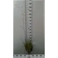GRDplanten 6x Ruwe smele - Deschampsia cespitosa | 9x9 cm pot