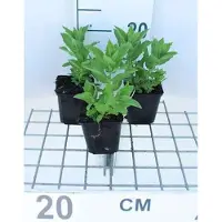 GRDplanten 6x Klokje - Campanula lact. 'Prichard's Var.' | 9x9 cm pot