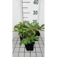 GRDplanten 6x Kijkblad - Rodgersia henrici | 9x9 cm pot