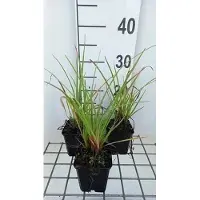 GRDplanten 6x Vuurpijl - Kniphofia hybr. 'Ice Queen' | 9x9 cm pot