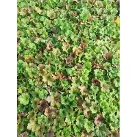 GRDplanten 6x Mijterloof - Tellima grand. 'Forest Frost' | 9x9 cm pot