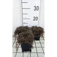 GRDplanten 6x Speeldenkussenplant - Leptinella squalida 'Platt's Black' | 9x9 cm pot