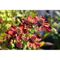 GRDplanten 6x Zonnekruid - Helenium hybr. 'Rubinzwerg' | 9x9 cm pot