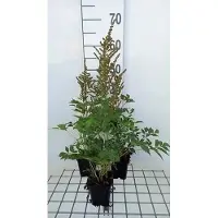 GRDplanten 6x Prachtspirea - Astilbe (a) 'Amethyst' | 9x9 cm pot