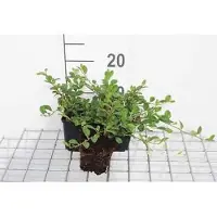 GRDplanten 12x Dwergmispel - Cotoneaster dammeri | 9x9 cm pot