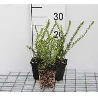 GRDplanten 12x Chinese Kamperfoelie - Lonicera nit. 'Hohenheim. Findling' | 9x9 cm pot