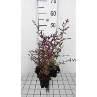 GRDplanten 6x Aster - Aster lateriflorus 'Lady | Black' | Black' - Aster | 9x9 cm pot