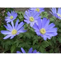GRDplanten 6x Anemoon - Anemone blanda 'Blue Shades' | pot 9 x 9 cm