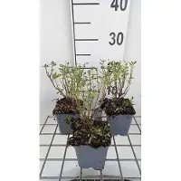 GRDplanten 6x Struiksalie - Salvia greggii 'Blue Note' | 9x9 cm pot