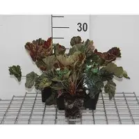 GRDplanten 6x Damastbloem - Heuchera hybr. 'Beauty Colour' | 9x9 cm pot