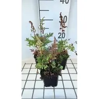 GRDplanten 6x Prachtspirea - Astilbe (a) 'Irrlicht' | 9x9 cm pot