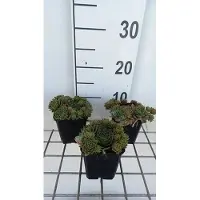 GRDplanten 6x Huislook - Sempervivum hybr. 'Othello' | 9x9 cm pot
