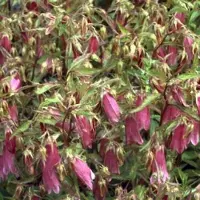 GRDplanten 6x Klokje - Campanula hybr. 'Elizabeth' | 9x9 cm pot