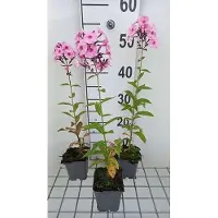 GRDplanten 6x Vlambloem - Phlox (p) 'Herbstwalzer' | 9x9 cm pot