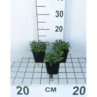 GRDplanten 6x Sanguisorba - Sanguisorba off. 'Tanna' | 9x9 cm pot