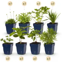 Green Boutiq - Borderpakket - Kleur Wit - 24 Vaste planten - 3 m2 - Diversen kleuren - Weinig Onderhoud - Pot 11cm