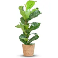 Green Boutiq - Kamerplant - Vioolbladplant - Ficus Lyrata - Groen - Weinig onderhoud - 1 Plant - met Mand - Pot 21cm - Hoogte 75 - 85cm