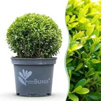 Green Boutiq - Buxus Bol - BetterBuxus Skylight - Resistant tegen de Buxus Schimmel - 1 planten - pot 23cm bol 25cm