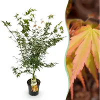 Green Boutiq - Tuinplant - Acer palmatum Katsura - Japanse Esdoorn - Bladverliezend - Groen - 1 - Pot 26cm - Hoogte 90cm