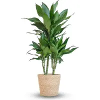 Green Boutiq - Kamerplant - Drakenbloedboom - Dracaena Janet Craig - Groen - Weinig onderhoud - 1 Plant - met Mand - Pot 21cm - Hoogte 90 - 100cm